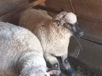 Qoʻchqor, Shroshire sheep — 1-rasm