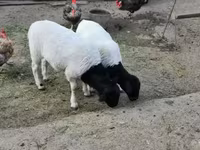 Bélier, Dorper sheep — photo 2