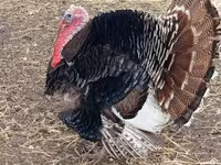 Turkeys — zdjęcie 3