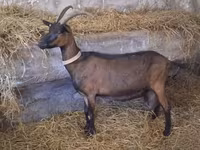 Taka, Alpine goat — 3-rasm