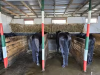 Айғыр, Nonius horse — 2-сурет