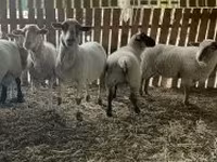 Owca, Merinoland sheep — zdjęcie 3