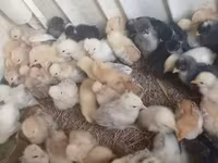 Chickens — الصورة 1