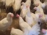 Chickens — fotografija 5