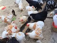 Pekinška bantam — fotografija 2
