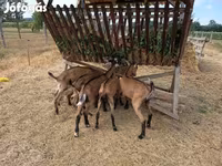 Cabro, Alpine goat — foto 1