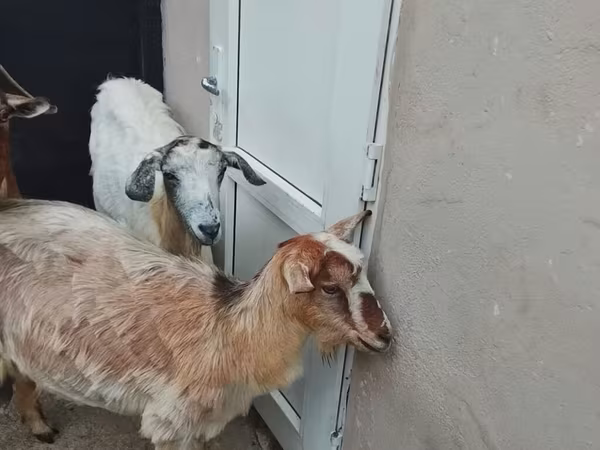 Koza, Козе