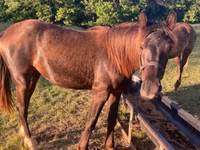 Pastuv, Black Sea breed — fotografija 1