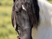Kobila, Pinto horses — fotografija 1