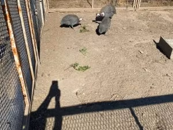 Guinea fowl