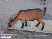 बकरी, Alpine goat — फ़ोटो 4