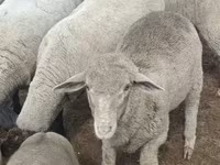公羊, Merino sheep — 照片 2