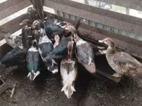 Ducks — fotografija 6