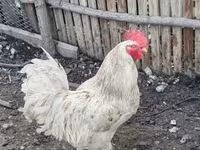 Chickens — الصورة 3