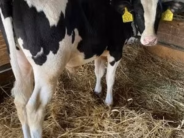 Bull, Holstein breed