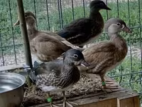 Ducks — fotografija 5