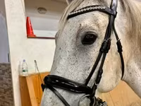 公马, Horses — 照片 5