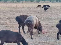 Qoç, Blackheaded Persian sheep — foto 8