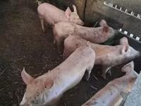 Boar, Pigs — photo 3