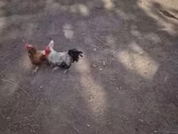 Chickens — Foto 2