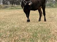 Cow, Swiss cattle — photo 6