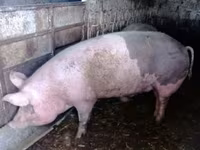 母猪, Pigs — 照片 1
