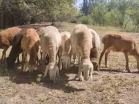 Ovan, Afghan Arabi sheep — fotografija 7