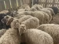 भेड़ें (लॉट, लिंग निर्दिष्ट नहीं), Suffolk sheep — फ़ोटो 2