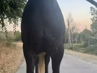 母马, Horses — 照片 4