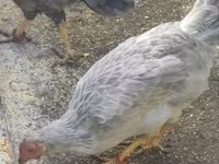 Chickens — Foto 3