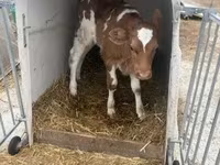 Buqa, Simmental cattle — 2-rasm