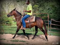 Kobila, Quarter Horse — fotografija 7