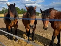 Égua, Cavalos — foto 4