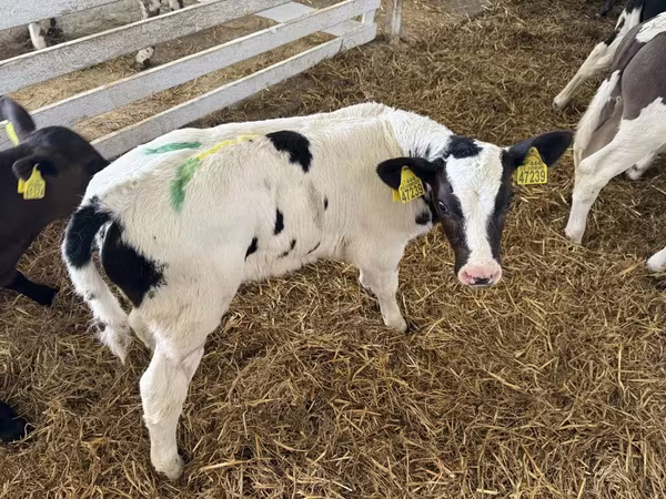 Bik, Russian Black pied cattle