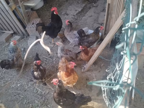 Chickens — Србија