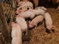 Cerdos (lote, sexo no especificado), Cerdos — foto 1
