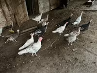 Turkeys — الصورة 3