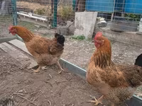 Chickens — fotografija 2