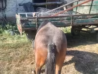公马, Horses — 照片 5