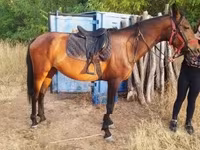 Égua, Cavalos — foto 2