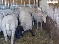 Ovan, White Suffolk sheep — fotografija 5