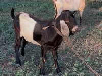 Kozioł, Nubian Goat — zdjęcie 5