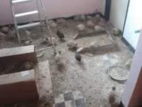 Quails — الصورة 3
