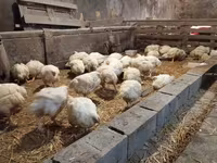 Chickens — fotografija 3