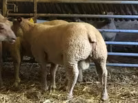 Ovan, Charollais sheep — fotografija 1
