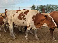 Krowa, Swiss cattle — zdjęcie 2
