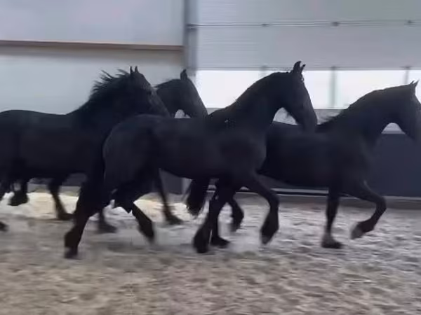 Aygʻir, Friesian — Vengriya