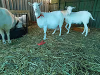 Goat, Saanen goat — photo 7