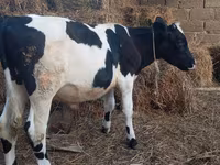 Bull, Russian Black pied cattle — photo 3