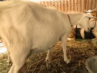 Koze (partija, pol nije naveden), Pomellata goat — fotografija 7